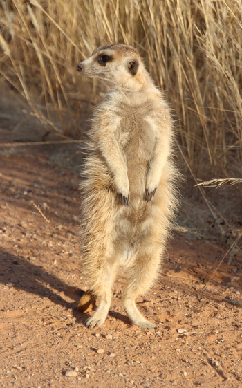 Kalahari Red Dunes Lodge: Erdmännchen in Wächterhaltung