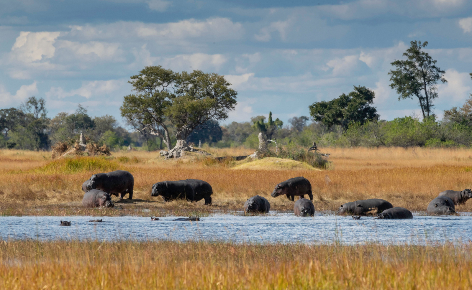 Kiri Camp Kiri Camp: Nilpferdherde