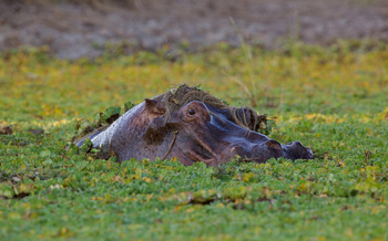 Konkamoya Lodge: Auftauchendes Nilpferd