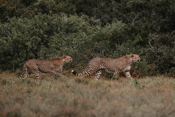 Kwandwe Private Game Reserve: Gepardengeschwister