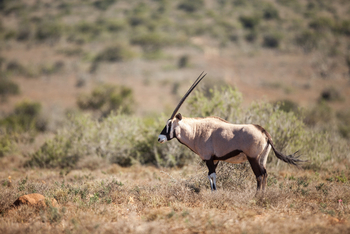 Kwandwe Private Game Reserve: Oryx