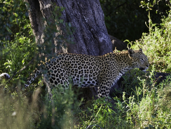Kwetsani Camp: Leopard