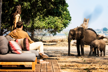 Little Ruckomechi Camp: Elefant vor Terasse