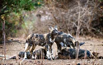 Little Vundu Camp Little Vundu Camp: Wildhunde