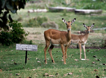 Loldia House: Impalas