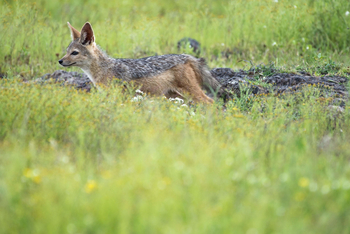 Loldia House: Schakal