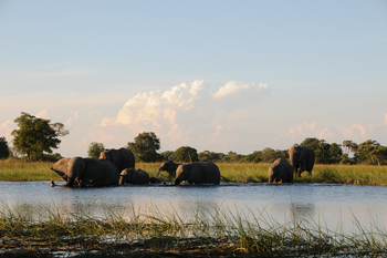 Macatoo Camp: Elefanten beim Bad