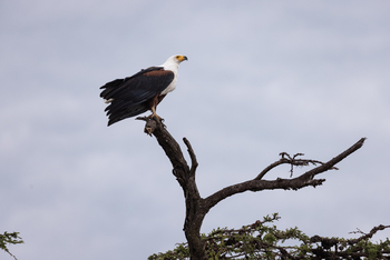 Mahali Mzuri: African Fish Eagle