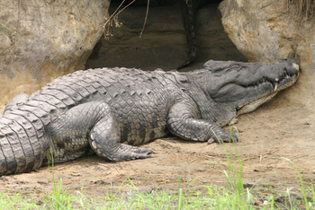 Mbali Mbali Katavi Camp: Großes Nilkrokodil