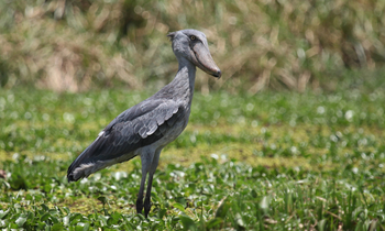 Mihingo Lodge: Schuhschnabel