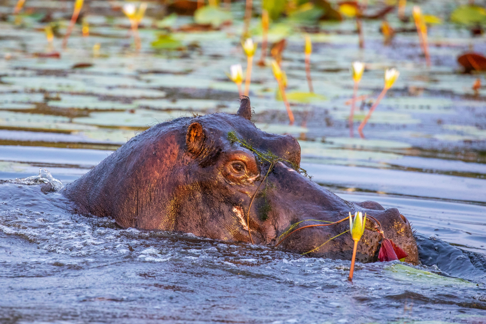 MmaTsebe Tented Camp: Hippo