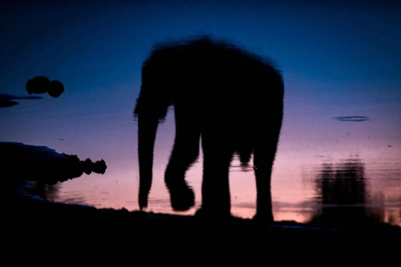 Mogogelo Camp Mogogelo Camp: Gespiegelter Elefant