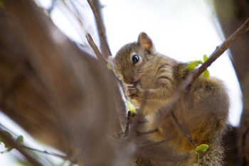 Mushara Game Drive: Baumhörnchen