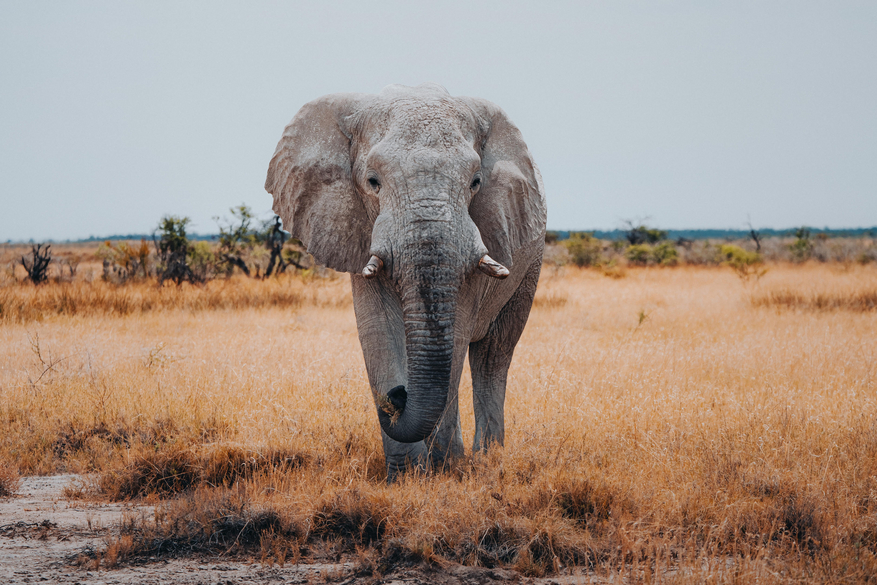 Mushara Game Drive