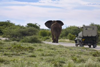 Mushara Game Drive: Mächtiger Elefantenbulle