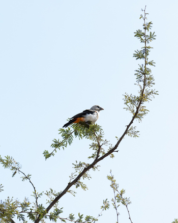 Naona Moru Camp: White-breasted Barbet
