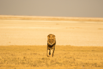 Camp Kalahari Camp Kalahari: Einsamer Löwe