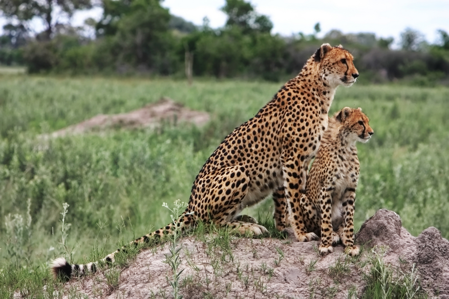 North Island Okavango Camp