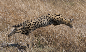 Ntemwa Busanga Bushcamp Ntemwa Busanga Bushcamp: Springender Serval
