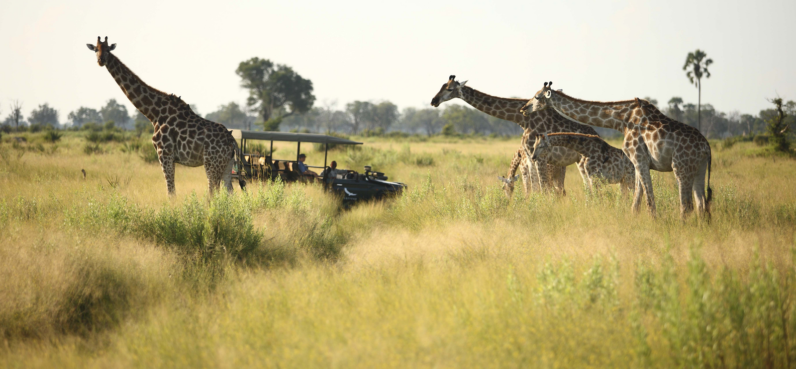 Nxabega Okavango Tented Camp Nxabega Okavango Tented Camp: Giraffengruppe