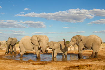 Nxai Pan Camp: Elefanten im Wasser