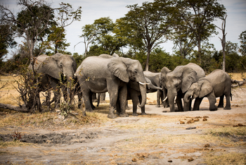 Okavango Explorers Camp Okavango Explorers Camp: Elefantengruppe
