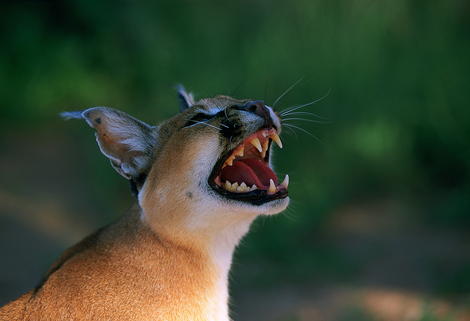 Okonjima Plains Camp Okonjima Plains Camp