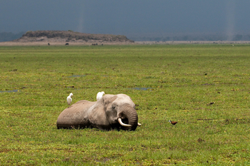 Ol Donyo Lodge: Elefant in den Amboselisümpfen