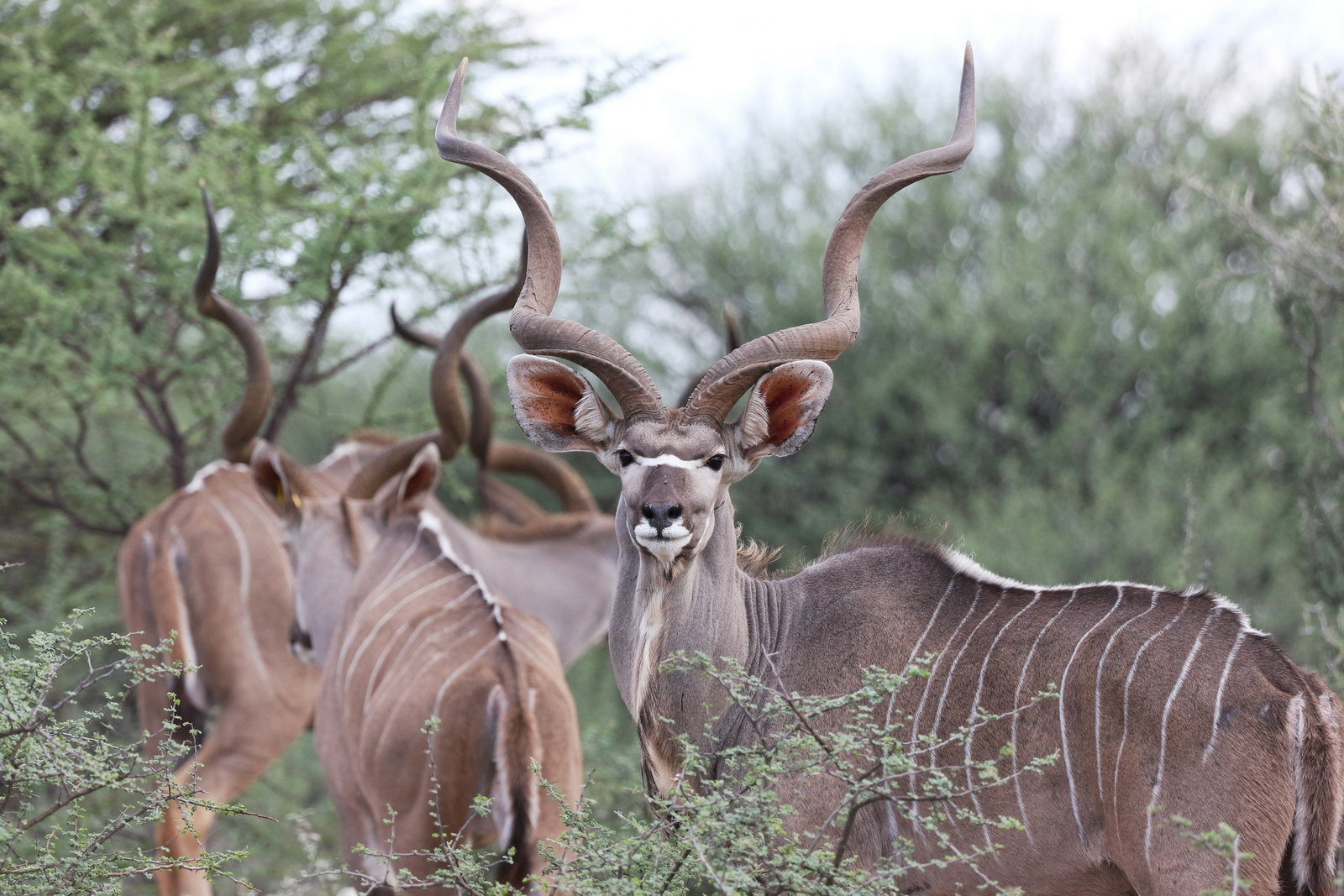 Old Traders Lodge Old Traders Lodge: Kudubock