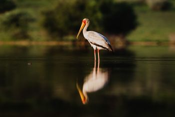 Old Traders Lodge: Nimmersatt
