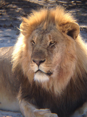 Onguma Reserve: Löwe