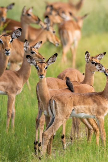 Pom Pom Camp: Impalas