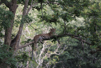 Red Earth Kabini: Leopard