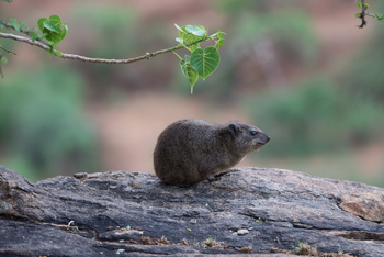 Saruni Samburu: Klippschliefer