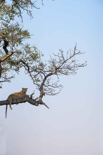 Singita Boulders Lodge: Leopard Ruhend auf Baum in Sonnenlicht