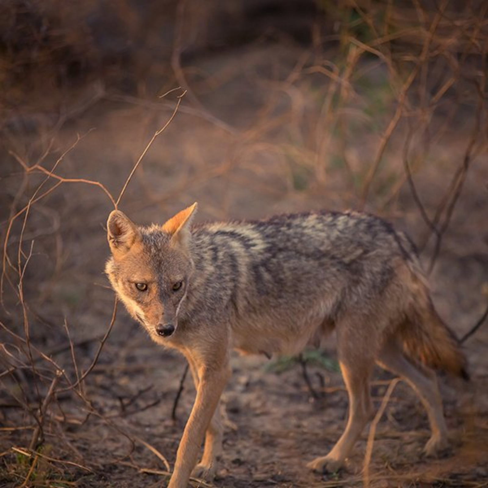 The Wildflower Resort The Wildflower Resort: Indischer Wildhund