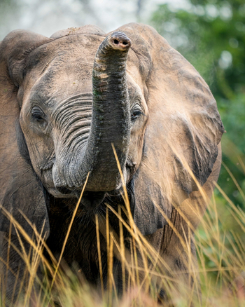 Time + Tide South Luangwa Time + Tide South Luangwa: Junger Elefant