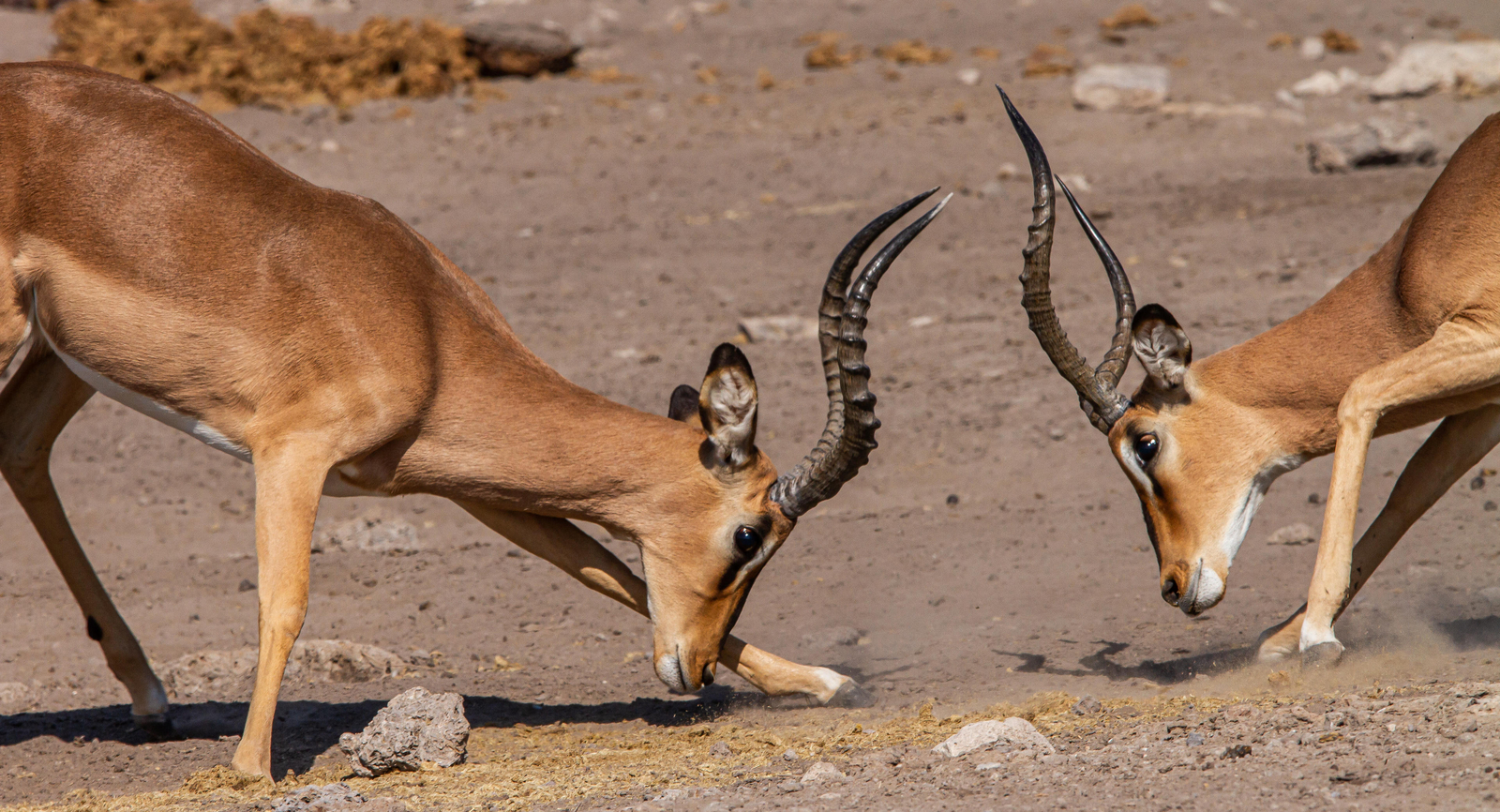 Villa Mushara Villa Mushara: Kämpfende Impalaböcke
