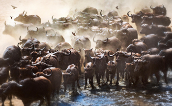 Vundu Camp Vundu Camp: Büffelherde