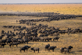 Wilderness Mokete Camp: Große Büffelherde