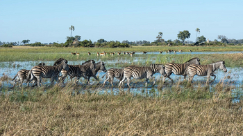Xigera Safari Lodge Xigera Safari Lodge: Zebras im Flutgebiet