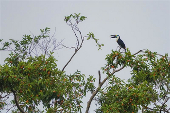 andBeyond Amazon Explorer: Tukan im Geäst mit reifen Früchten