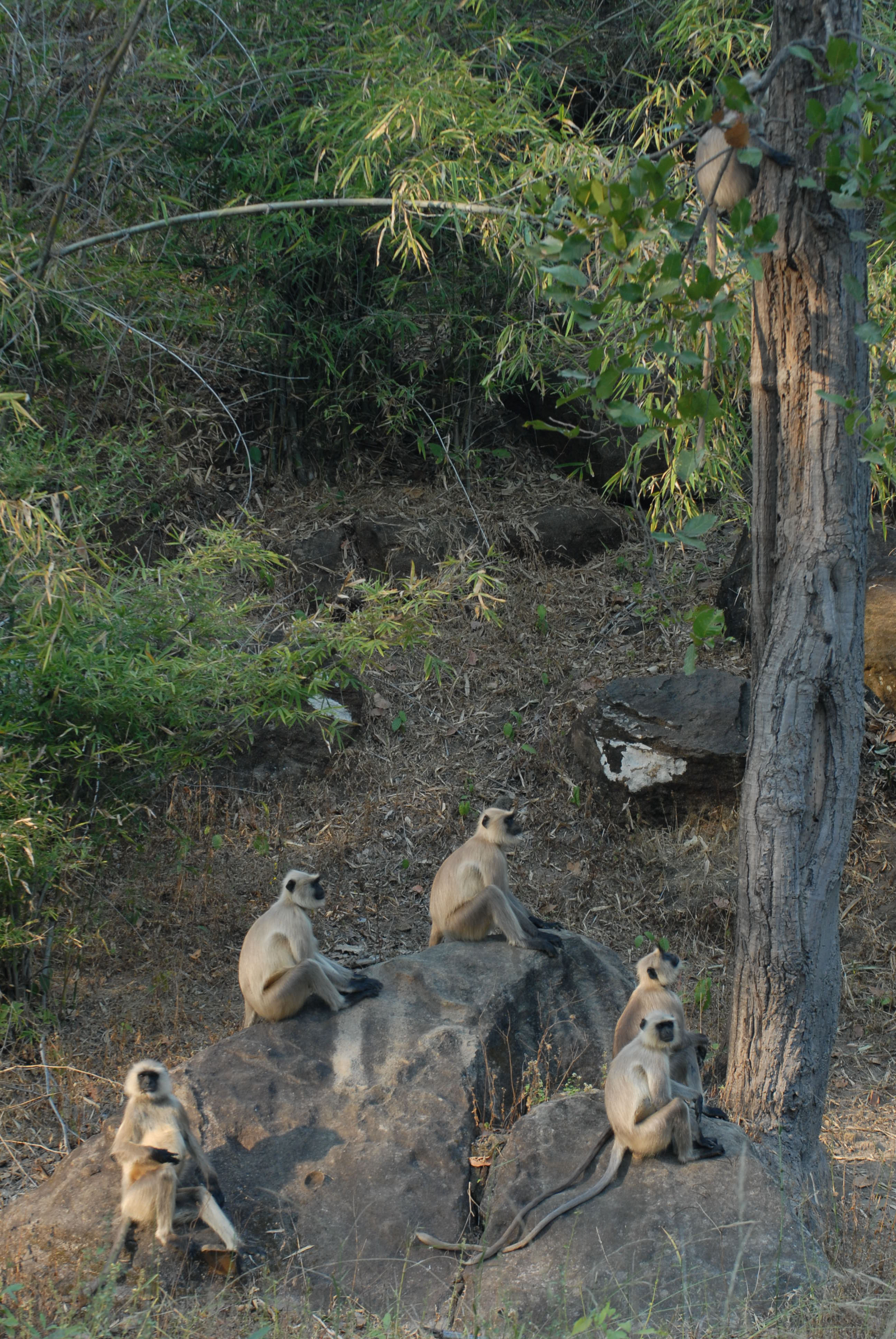 Bandhavgarh National Park Bandhavgarh National Park
