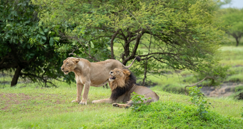 Aramness Aramness: Löwenpärchen