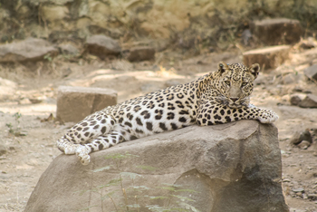 Asiatic Lion Lodge Asiatic Lion Lodge: Leopard