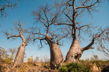 Belmond Savute Elephant Lodge Belmond Savute Elephant Lodge: Baobabgruppe