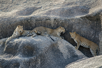 Bera Safari Lodge: Leopardenfamilie