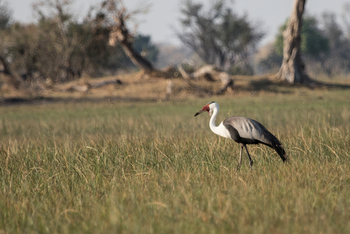 Chief's Island: Klunkerkranich