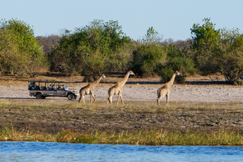 Chobe Game Lodge: Giraffen beim Game Drive