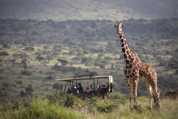 Elewana Lodo Springs: Giraffe neben Safari Auto